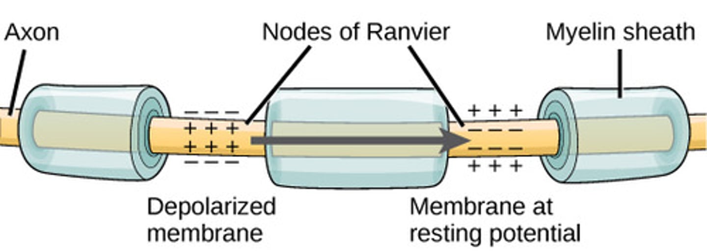 <p>gaps in the myelin sheath</p>