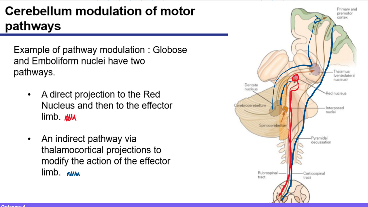 <p>They have two pathways:</p><ol><li><p><strong>Direct pathway</strong> → Projects to the <strong>Red Nucleus</strong>, which sends output via the rubrospinal tract to the effector limb.</p></li><li><p><strong>Indirect pathway</strong> → Projects to the <strong>thalamus</strong>, which then influences the <strong>motor cortex</strong> to modify action.</p></li></ol><p></p>