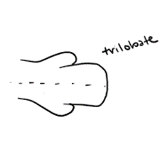 <p>A roughly symmetrical tail found in lungfishes and coelacanths. Vertebral column extends straight back (symmetry). Coelacanths have 3 lobes</p>