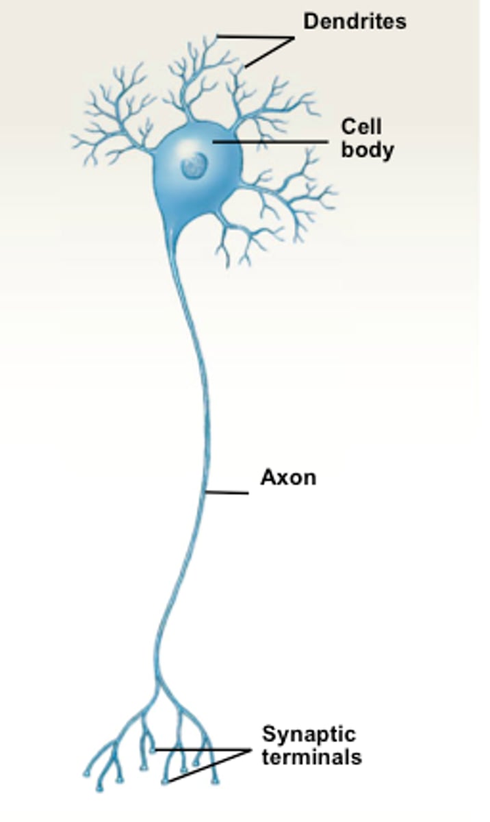 <p>Neurons that have many dendrites and one axon.</p><p>This type of neuron is found in the CNS and in motor neurons. </p>