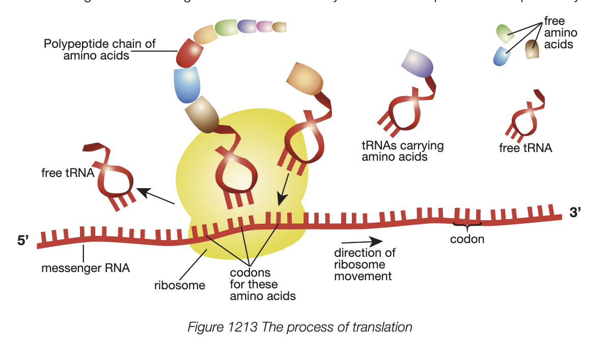 <ul><li><p>ribosomes read mature mRNA strand in 5’ to 3’ direction</p></li><li><p>two tRNA molecules move to ribosome sites, bond with mRNA (detmerined by complementary codon/anticodon)</p></li><li><p>ribsome faicllitates formation of peptide bond between 2 amino acids</p></li><li><p>ribsomes moves along mRNA - growing polypeptide chain</p></li><li><p>tRNA molecules keep bringing amino acids until stop codon is reached</p></li><li><p>mature mRNA continues to be translated, many copies of polypeptide chain are formed until miRNA message is sent</p></li><li><p>miRNA binds to mature mRNA (complementary fasion) - deactivates expression of this gene</p></li></ul><p></p>