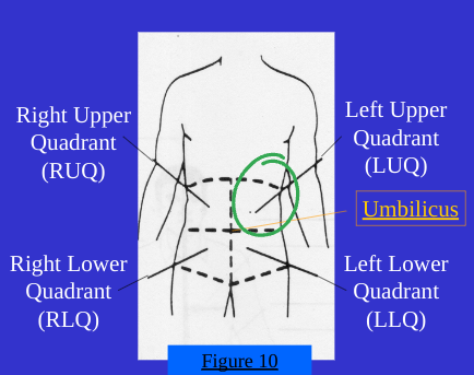 <ol start="2"><li><p>Left Upper Quadrant(LUQ)</p></li></ol><p></p>