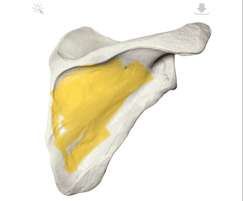 <p>Hoe heet dit deel?</p>