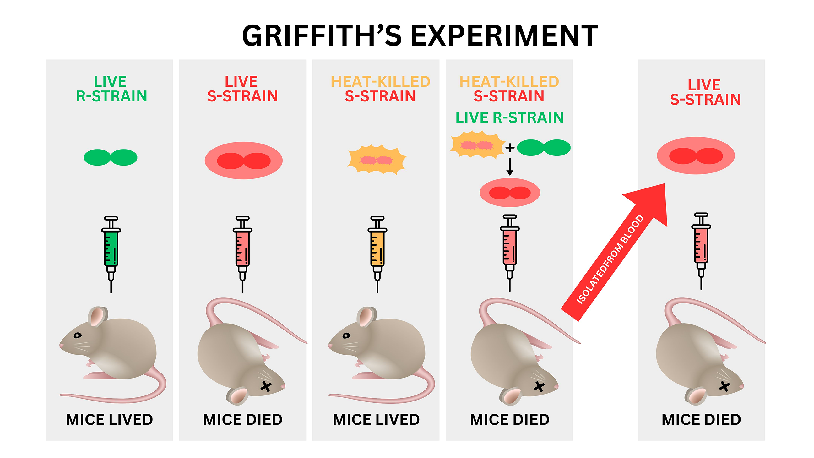 <p>Griffith wanted to determine if an extract from dead bacterial cells could genetically transform living cells. His conclusion was that a substance in heat killed virulent bacteria could genetically transform type IIR bacteria into living type IIIS bacteria</p>