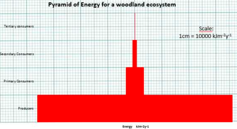 <p><span style="background-color: transparent;"><span>Explain how to draw a pyramid of energy like the one shown above:</span></span></p>