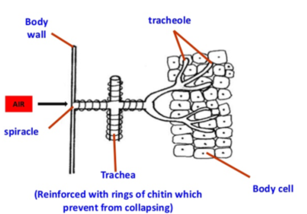 <p>Body wall is cuticle.</p><p>Cells have fluid.</p>