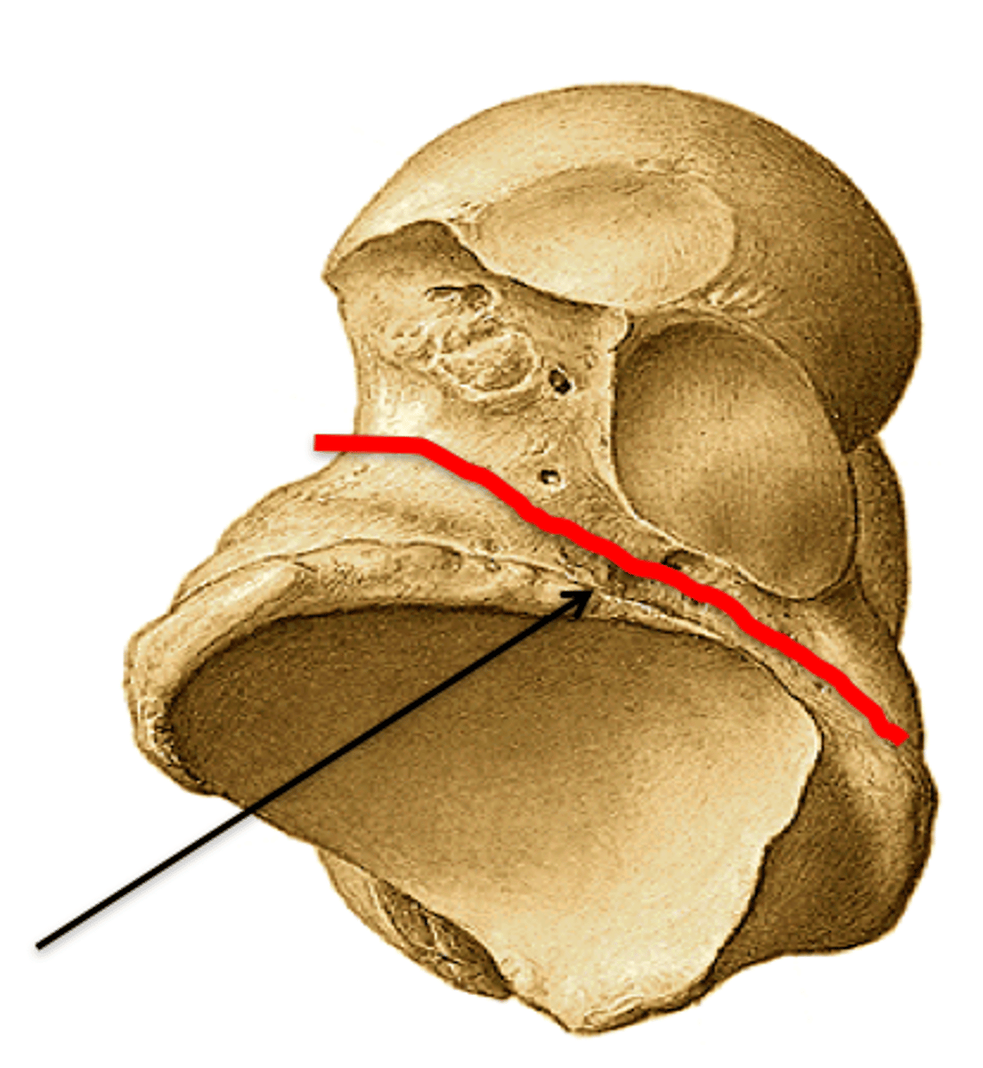<p>between middle and posterior calcaneal facets</p>