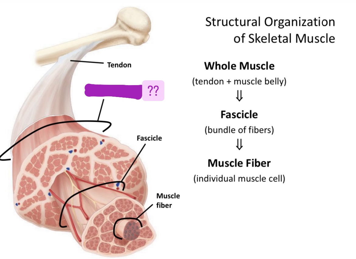 <p>Name structural organization of skeletal muscle </p>