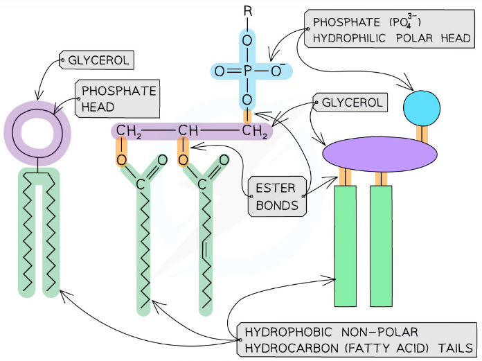 <p>contains a phosphate group, glycerol and two fatty acid tails</p><p>has a negative polar hydrophilic head (phosphate group and glycerol) and non-polar hydrophobic tails (two fatty acids)</p><p>phosphate ester bond forms when phosphoric acid joins to glycerol - condensation reaction</p><p>in water they position themselves with the hydrophilic head outwards and the hydrophobic tails cluster together away from the water - forms droplets</p>