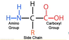 <p>What macromolecule is this?</p>