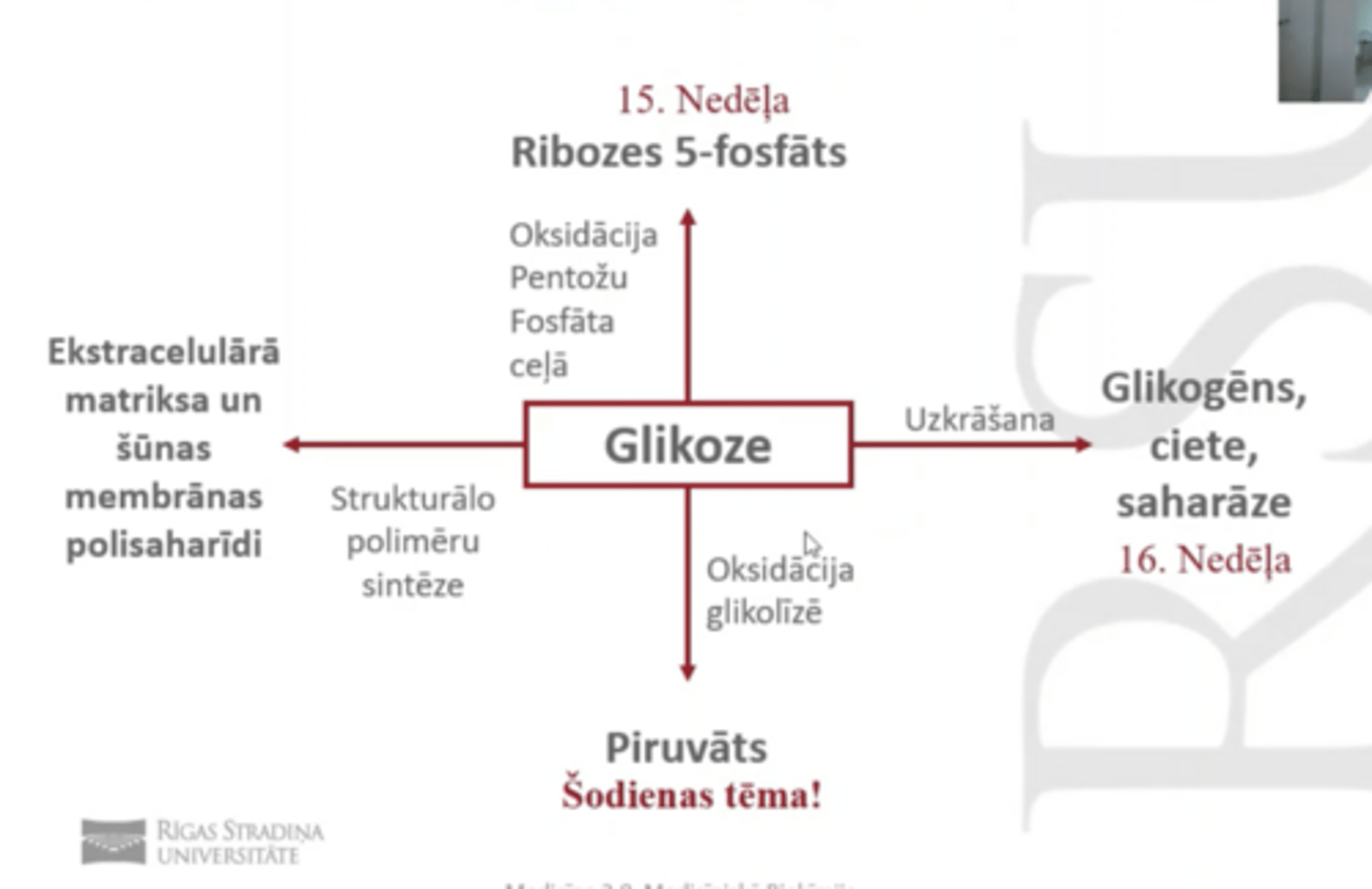 <p>1. GLikozes oksidācija glikolīzē: piruvāts</p><p>2. Glikozes oksidācija pentožu fosāta ceļā: Ribozes-5 fosfāts (cukurs rns sastāvā)</p><p>3. Glikozes uzkrāšana: Glikogēns, ciete saharāze</p><p>4. Strukturālo polimēru sintēze: ECM un šūnu membrānas polisaharīdi</p>