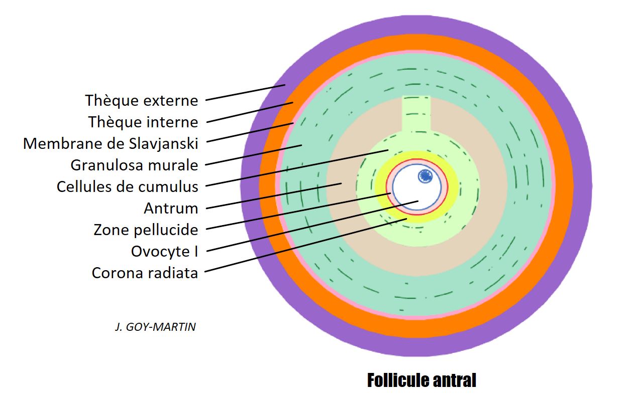 <p>Quand on passe des follicules secondaires aux follicules tertiaires (<strong>à partir de 200 μm</strong>), il y a apparition dans la granulosa de <strong>petites lacunes remplies de liquide</strong></p>