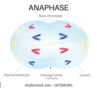 <ul><li><p>the sister chromatins separate from each other and move away from each other</p></li><li><p>chromosomes move along spindle fibers to opposite sides of the cell </p></li><li><p>once anaphase begins each sister chromosome is considered an <strong>INDIVIDUAL</strong> chromosome</p></li><li><p>at the end of anaphase, each side of the cell has a complete set of chromosomes</p></li></ul><p></p>