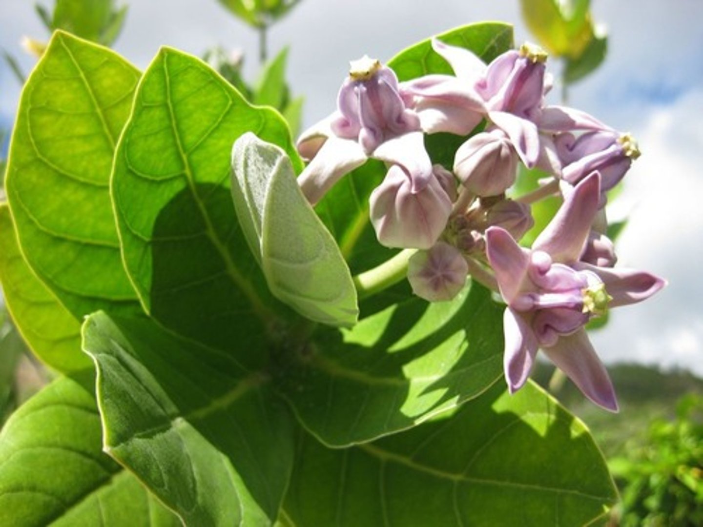 <p>Calotropis, guava plants</p>