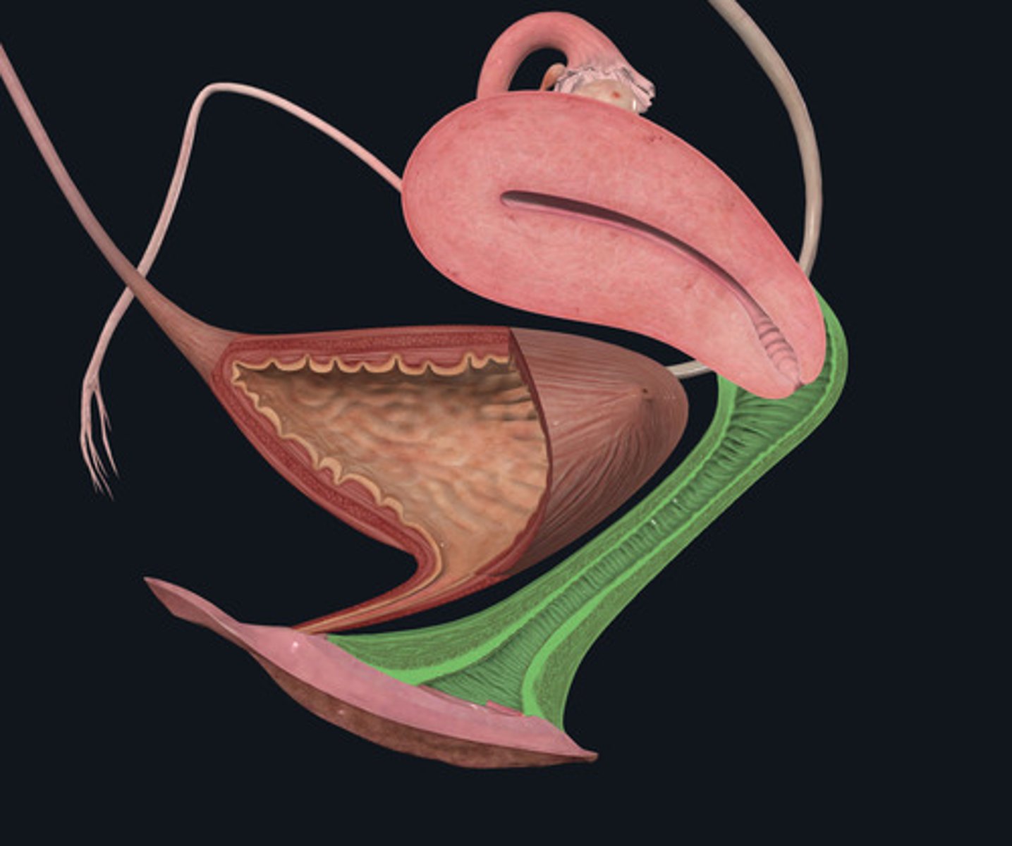 <p>ID Structure Highlighted Green</p>