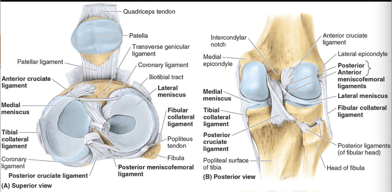 <ul><li><p>separated from LCL to popliteus tendon</p></li><li><p>less prone to injury because more mobility</p></li></ul><p></p>