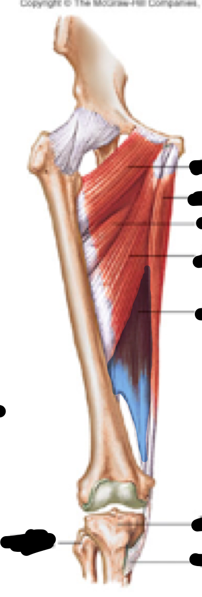 <p>Name, origin, insertion, innervation</p>