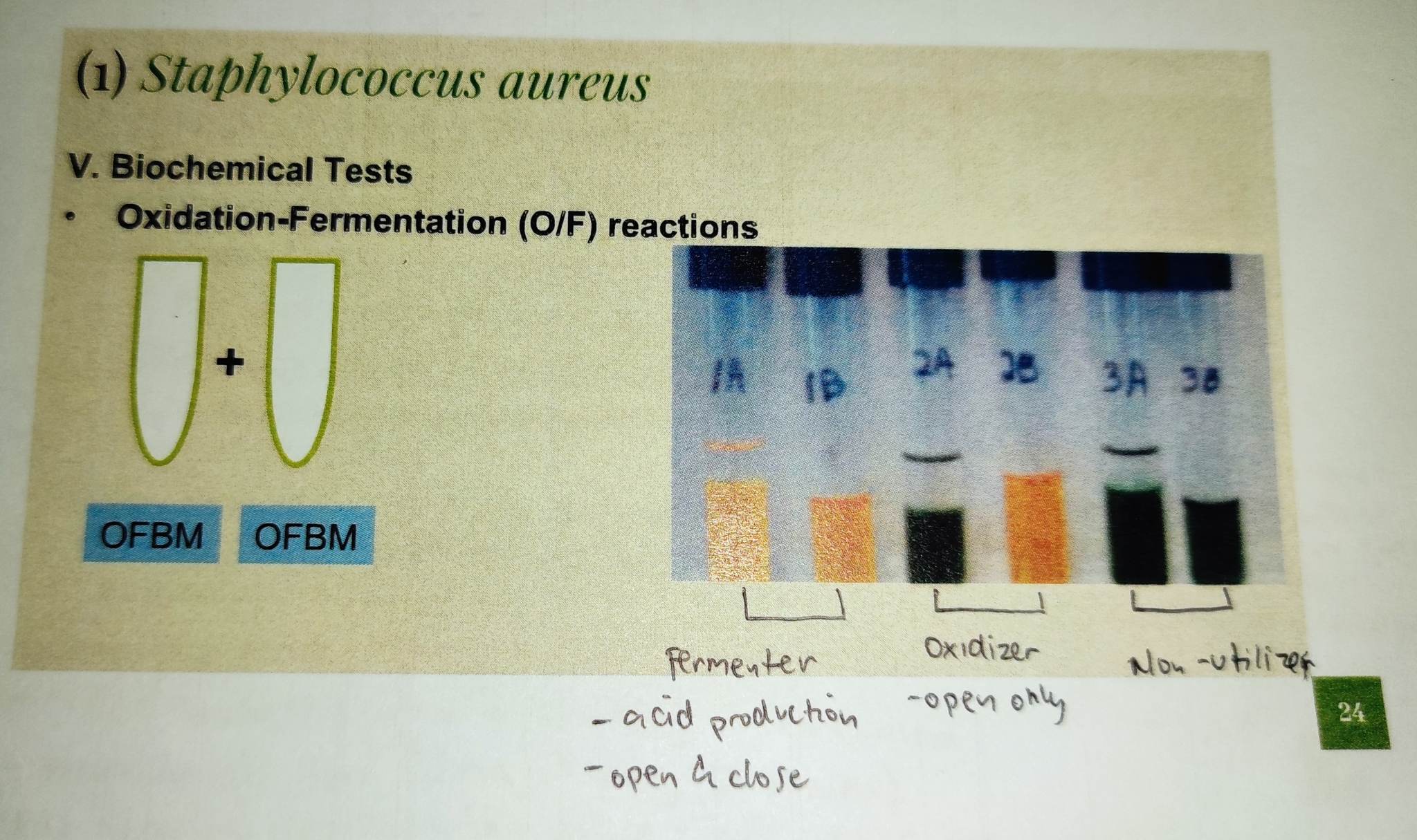 Fermentation