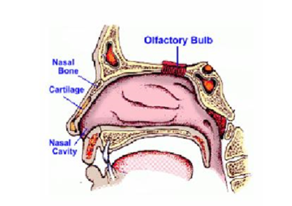 <p>occurs when volatile molecules from an object evaporate into the air and reach your nose. at the top of your nasal passages, special neurons with cilia detect odor molecules in the air triggering the perception of smell</p>