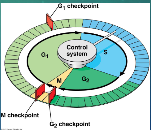 <p>cell cycle control system (comparable to a clock) </p>