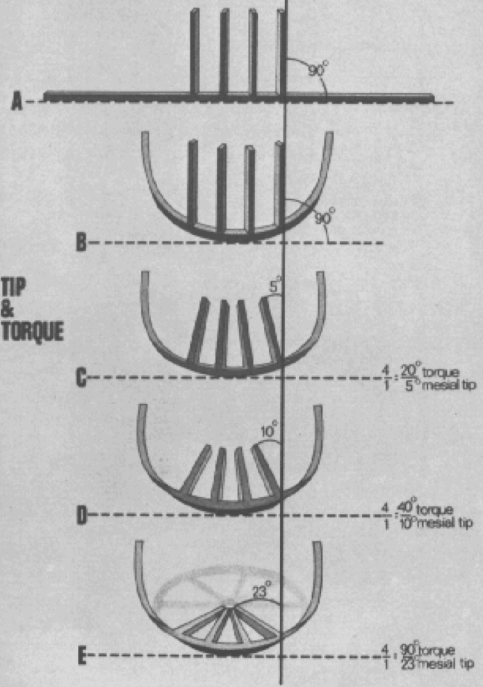 <p>lingually torqued, a proportional amount of mesial tip of the anterior crowns occurs </p>