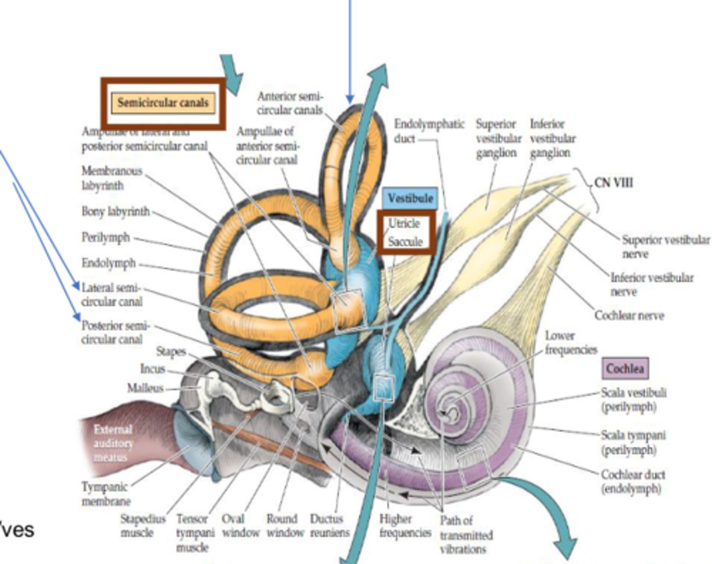 <p>Anterior/posterior/lateral semicircular canals</p>