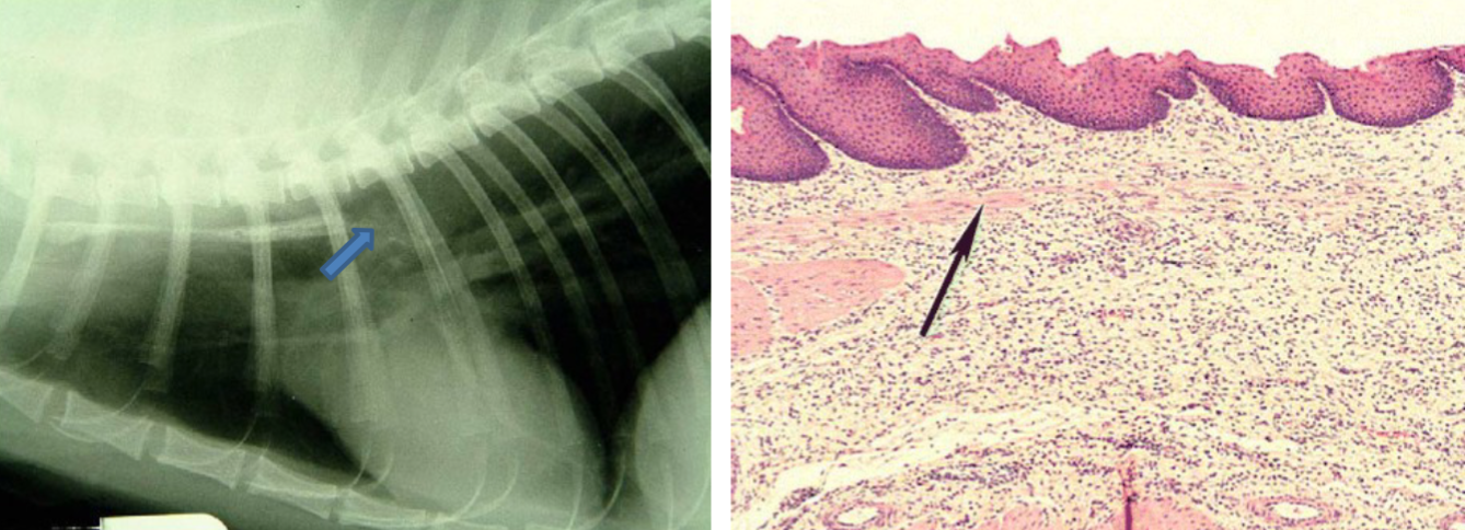 <p>AVOID DRY SWALLOW→ follow administration with 2-5ml of fluid! (local irritation that stays)</p>