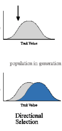 <p>Directional Selection</p>