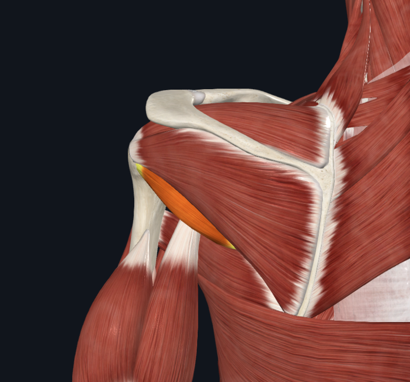 <p>origo: margo lateralis scapulae</p><p>insertie: tuberculeus majus humeri</p>