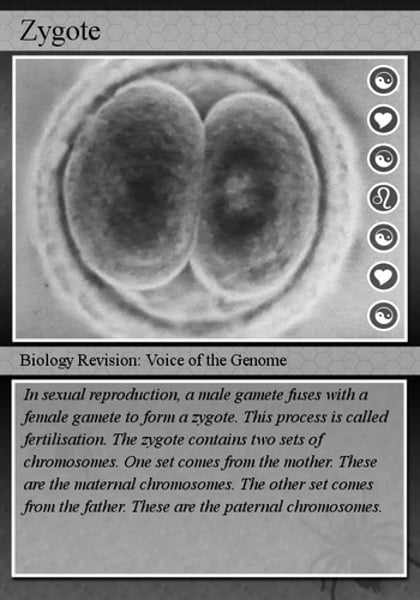 <p>1st stage in prenatal development: a fertilized egg, first 2 weeks of prenatal development</p>