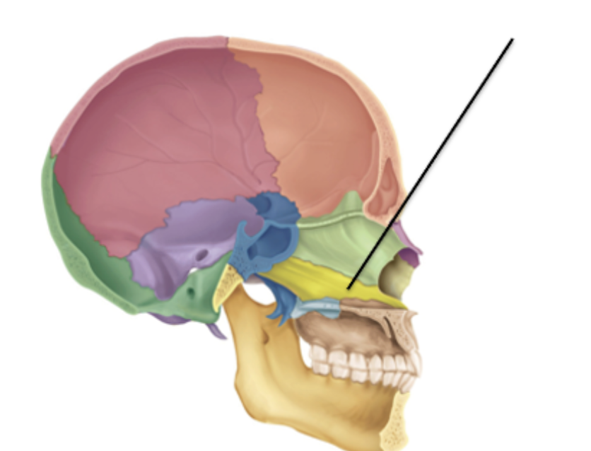 <p>Identify the facial bone and it’s feature(s)</p>