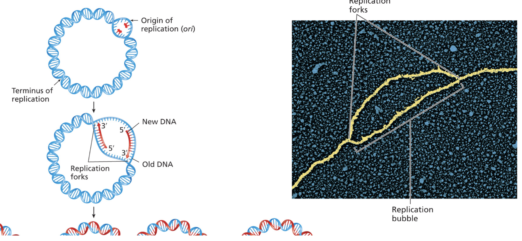 <p>Most often <strong><em>bidirectional</em></strong>, progressing in both directions from a single ori in bacterial chromosomes </p><ul><li><p>from multiple ori in eukaryotic chromosomes </p></li></ul>