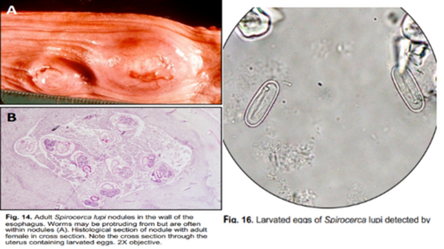 <p>Nematode that infects the esophagus of canids (mainly) & felines</p><p>-IH = coprophagous beetles</p><p>-Migrating juveniles may be found within nodules in the wall of the aorta</p>