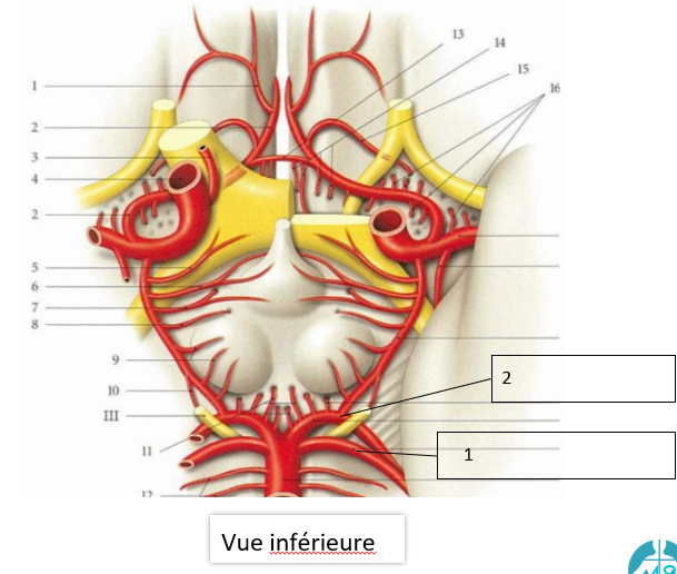 <p>Donnez le nom de ces deux artères</p>