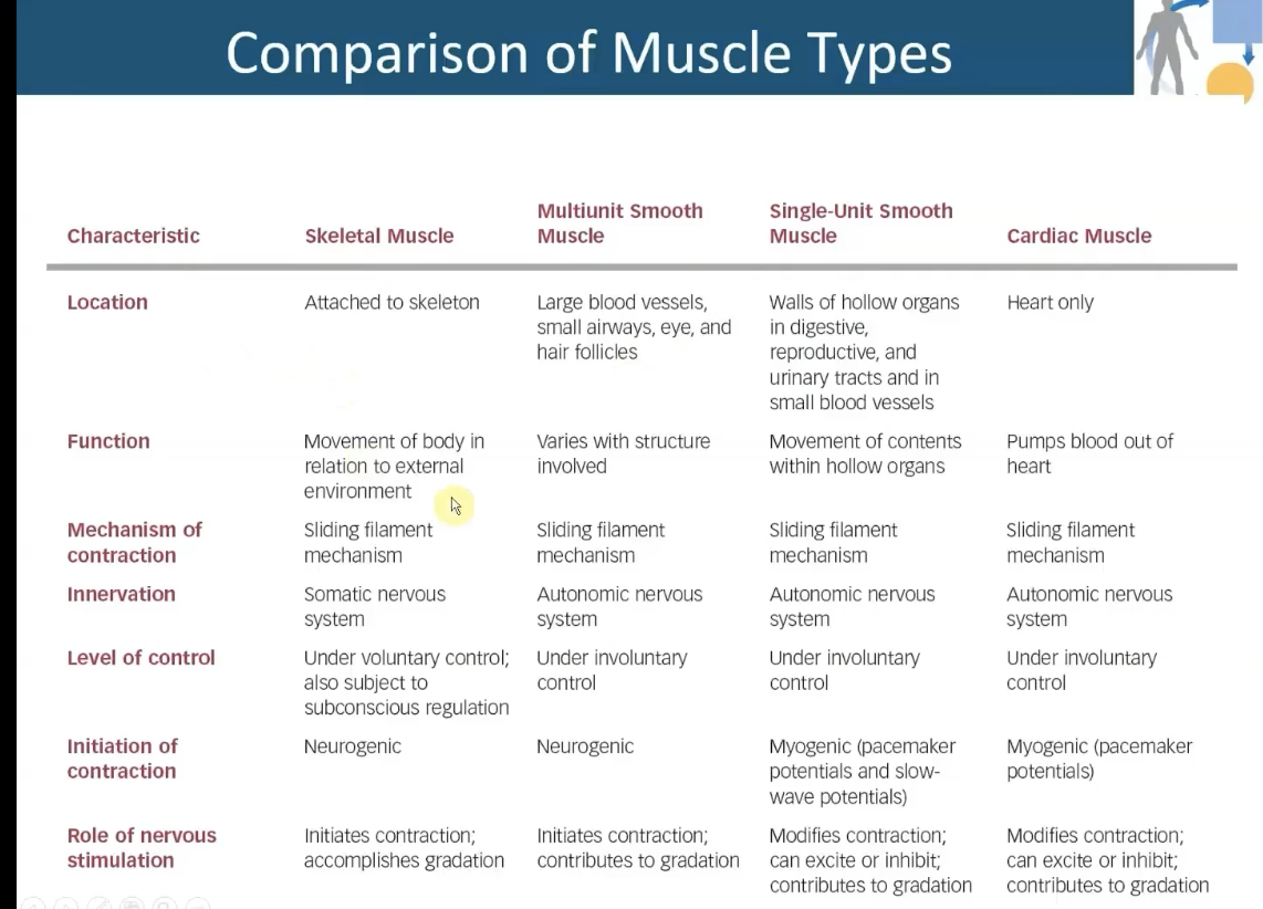 <p>-Most smooth muscle is this type</p><p>-Found in walls of hallow organs</p><p>-<strong>Contract as a single unit</strong></p><p>-Does NOT require nervous stimulation for contraction (Myogenic) no true resting membrane potential</p><p></p><p>-Higher when muscle is active &amp; lower when muscle is inhibited: Stretch, hormones &amp; ANS input alter level of activation</p><p>-Always in a constant state of partial contraction or tone</p>