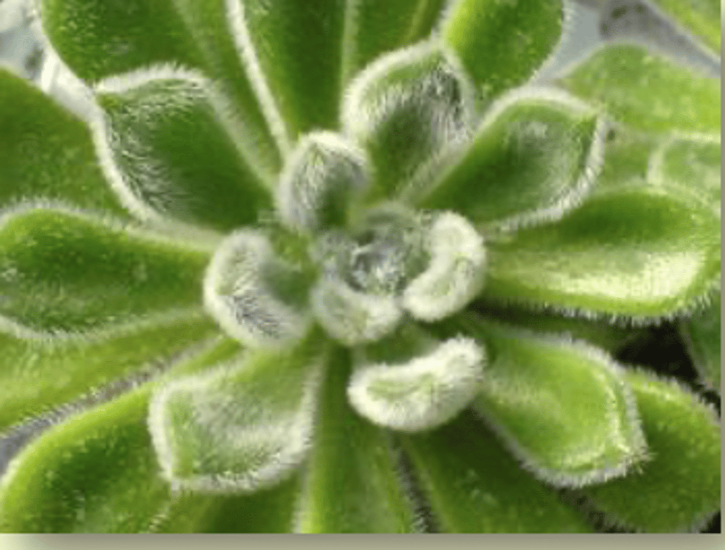 <p>- smaller and thicker</p><p>- covered with hairs that scatter solar radiation</p><p>- have leaves coated with waxes and resins that reflect light and reduce absorption</p>
