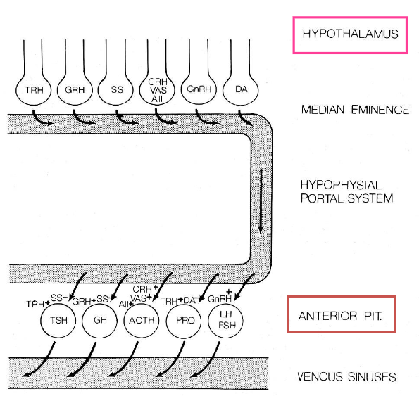 <p>1. The hormone is present in the median eminence. </p><p>2. Its concentration is higher in the hypophyseal portal system than in the general circulation. </p><p>3. Its level in the portal blood is correlated with the rate of release of (a) particular hypophyseal hormone(s).</p>