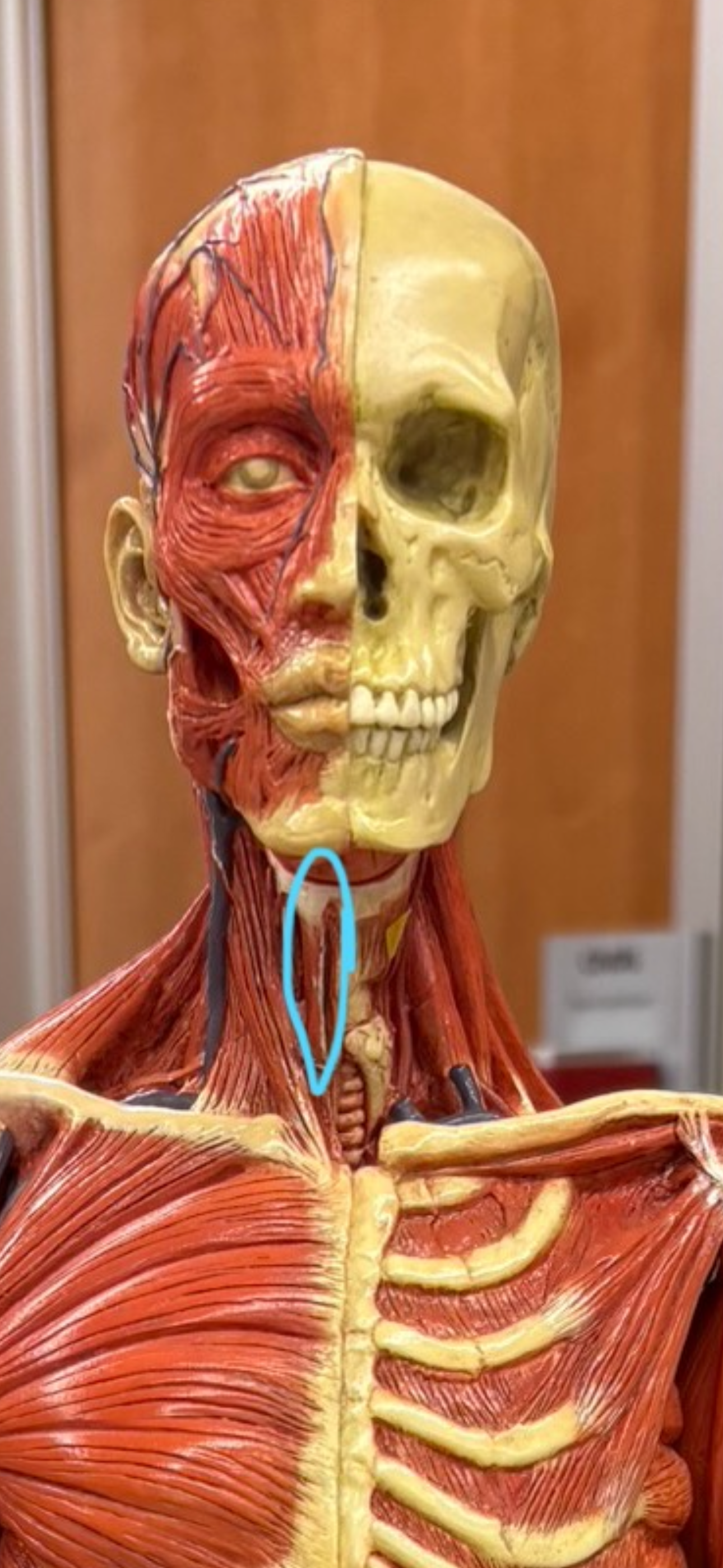 knowt flashcard image
