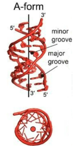 <p>RNA and DNA-RNA hybrids</p>