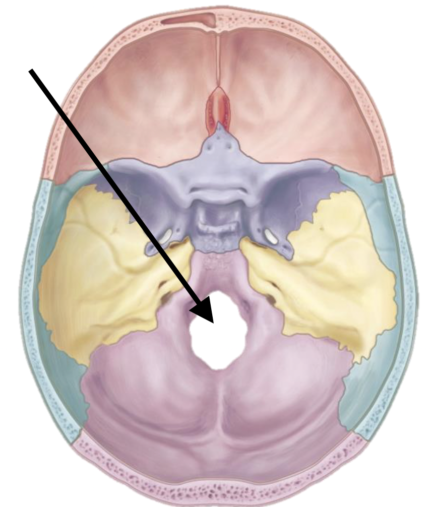 <p>Name the bone marking</p>