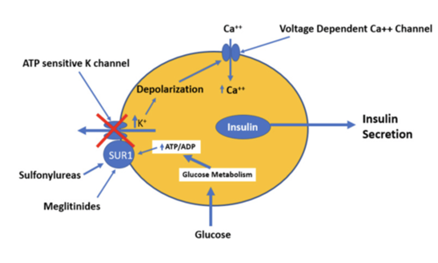 <p>MOA: bind to SUR1 (ATP-sensitive K+ channel) on β-cells = prevent K+ efflux =</p><p>β-cell depolarization = Ca2+ influx = stimulates insulin secretion</p><p>Clinical indications: type 2 DM</p><p>Adverse effects: hypoglycemia, weight gain, allergic reaction (sulfonamides)</p><p>*Significant risk of hypoglycemia, but still commonly used because cheap and effective</p><p>PROS: low cost</p><p>CONS: high risk of hypoglycemia; causes weight gain</p>