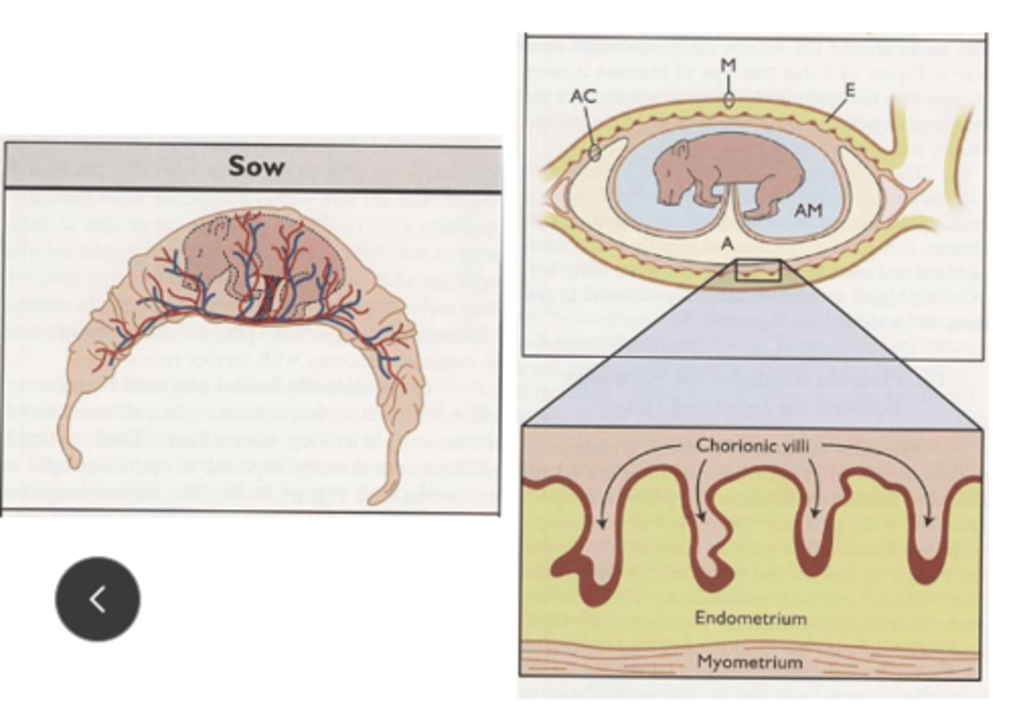 <p>chorionic villi are closely spaced and uniformly distributed</p><p>penetrate into endometrium to form maternal-fetal interface</p>