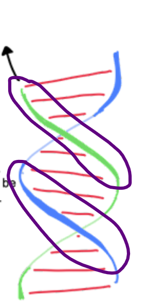 <p>Left handed helix: Front strands can be traced __ and <strong>left</strong></p>