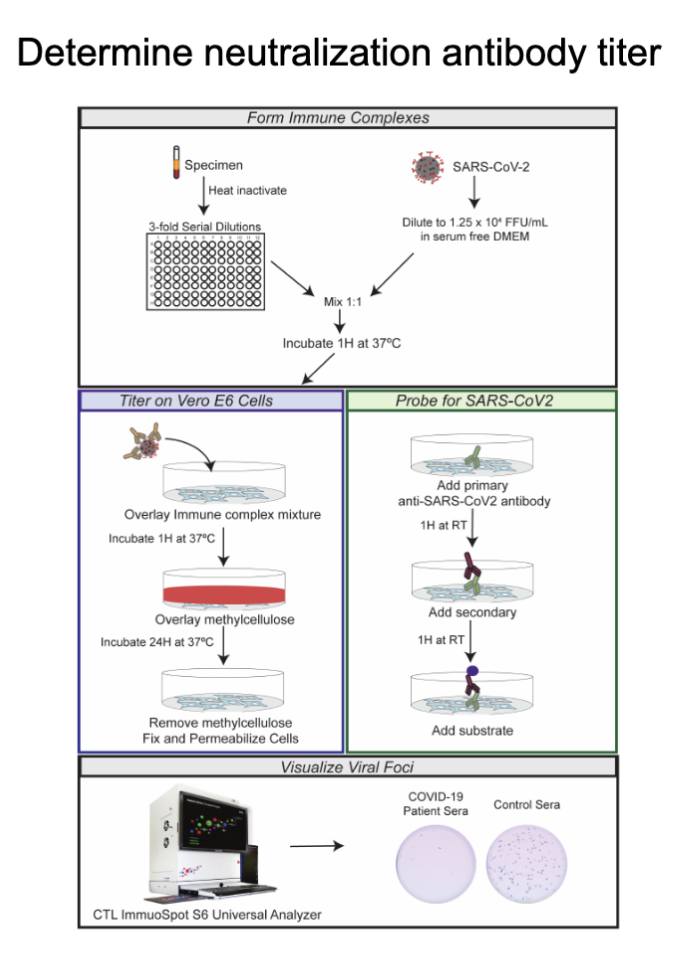 <p>A neutralization antibody titer is a blood test measuring the concentration of antibodies that can <em>block</em><span><span> a virus or pathogen from infecting your cells, indicating your level of immunity from past infection or vaccination, showing protection, and guiding vaccine booster needs. It quantifies how effectively these specific antibodies can neutralize, or stop, the germ from causing disease, with higher titers generally meaning stronger protection</span></span></p>