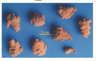 <ul><li><p>saponin triterpenoid</p></li><li><p>đường khử</p></li><li><p>acid amin</p></li><li><p>Fe, Ca</p></li></ul><p></p>