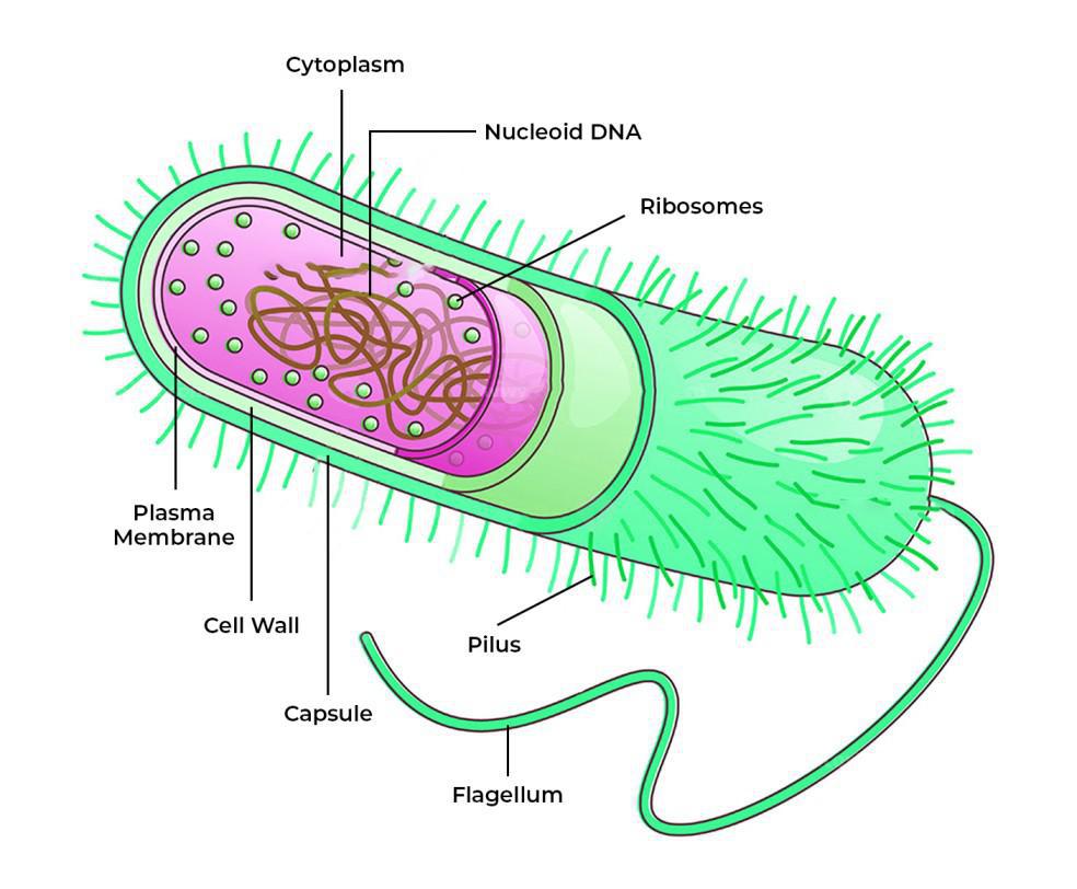 <ul><li><p>DNA - 1 circular chromosome (“not packaged”)</p><p>found in the nucleoid region</p></li><li><p>cell wall</p></li><li><p>OFTEN have extra DNA (plasmids)</p><p>external extensions used for attachment (pili)</p><p>structure used for movement (flagella)</p><p>external protective layer (slime capsule)</p></li></ul><p></p>