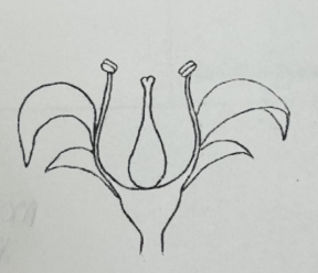 <p>Which ovary position is this?</p>