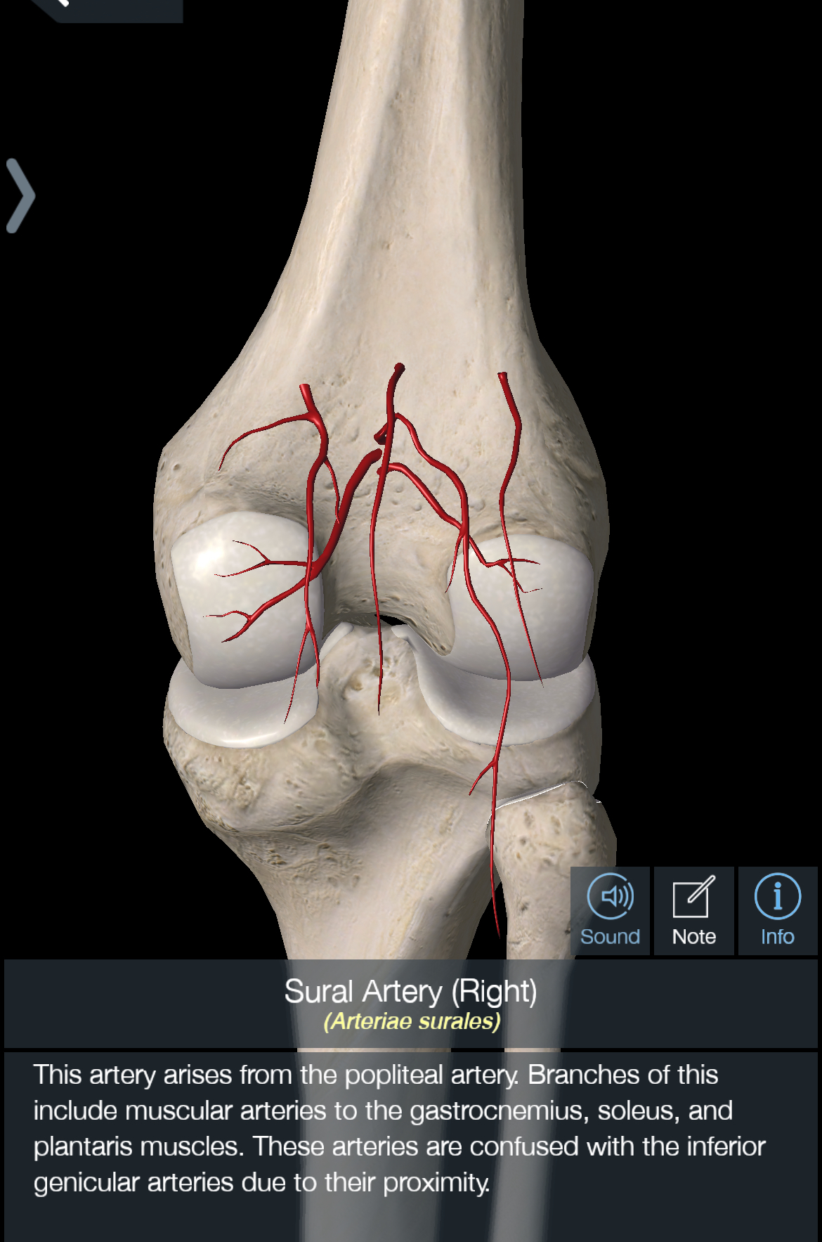 <p>Gastrocnemius</p><p>Soleus </p><p>Plantaris</p>