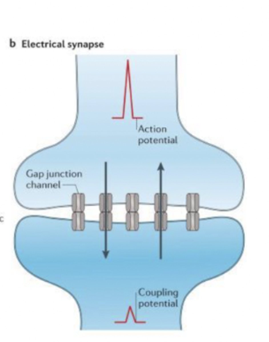 <p>- important for cardiovascular system</p><p>- very fast!</p><p>- stimulates cells simultaneously</p>