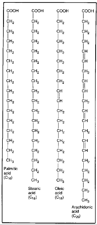 <ul><li><p>all have a carboxyl group (-COOH)</p></li><li><p>can vary in length and saturation/double bonds</p></li></ul><p></p>